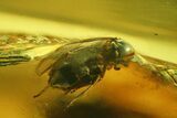Fossil Beetle (Coleoptera) & Four Flies (Diptera) In Baltic Amber #166209-1